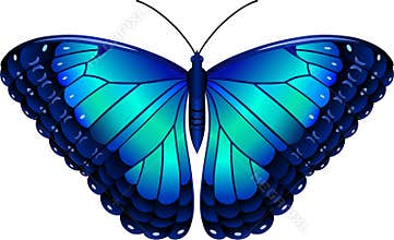 Owl Butterfly Lat Caligo Eurilochus