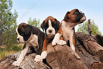 Puppies boxer