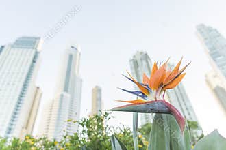 Bird Paradise Flower Strelitzia reginae and modern urban buildings