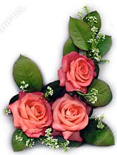 Peach roses