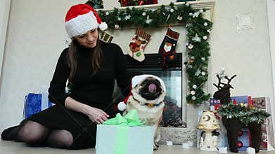 Woman gives a gift to funny pug dog in christmas costume, dressed in Santa Claus hats, New Year and Christmas