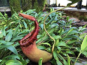Tropical Pitcher Plant â€˜Alataâ€™ Nepenthes alata, Geflugelte Kannenpflanze or Gefluegelte Kannenpflanze