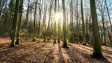 Sunrise in the forest with bare trees