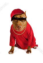 American Pit Bull Terrier dog dressed in a red tee shirt and a cap