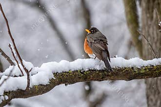 American Robin in Snow