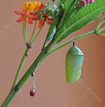 Monarch Butterfly Chrysalis and milkweed plant