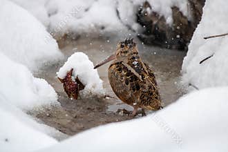 American Woodcock in Snow