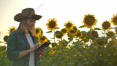 A female farmer with a tablet computer walks through a field with sunflowers and enters data into a tablet computer to