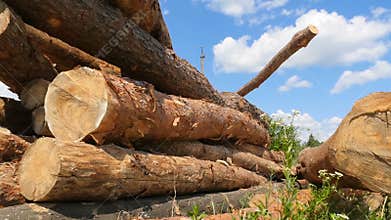 Pine tree trunks. The camera is in motion. Deforestation. Slow motion