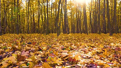 Maple trees and yellow fallen leaves