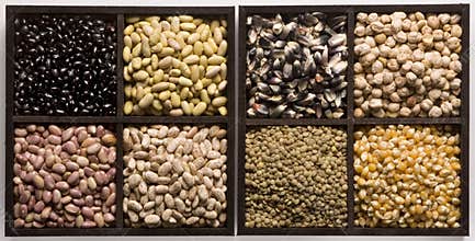 Seeds