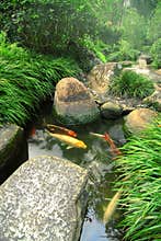 Japanese Garden and Koi Pond