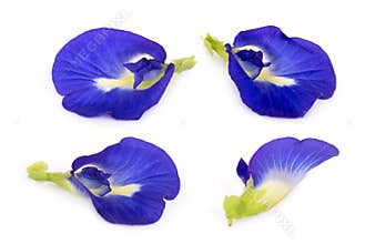 Butterfly pea, blue pea, or asian pigeonwings flower isolated on white background,