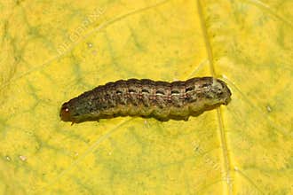 Noctua pronuba caterpillar on yellow leaf