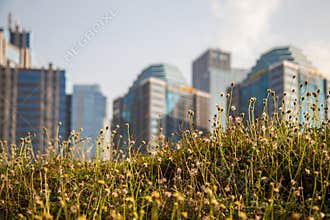 Bushes at Urban Landscape