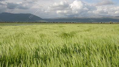 Field of wheat blowing in the wind at sunny spring day. Close up of Green barley field in countryside. Young and green Spikelets.