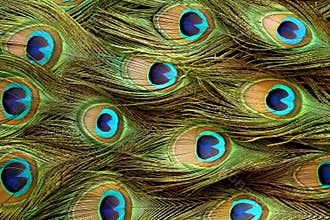 Peacock feather background.