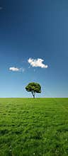Single tree on a beautiful and vast green meadow