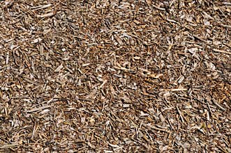 Forest floor