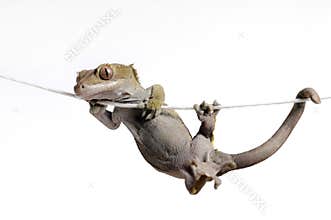 Hanging On