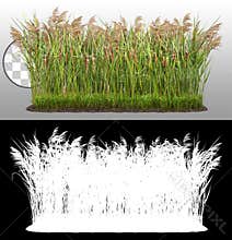 Cut out plant. Reed grass