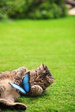 Cute tabby cat with beautiful Blue Morpho butterfly on grass