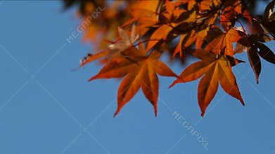 Autumn maple leaves