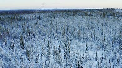 Majestic view of winter pine tree forest from above, Northern Sweden, around Umea city, filmed late December, when winter day is