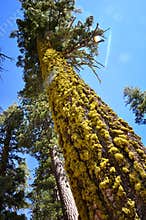 Giant Fir