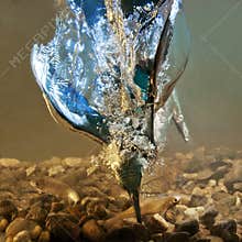 Kingfisher catch the fish