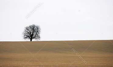 Lonely autumn tree