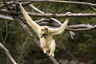 White-Cheeked Gibbon