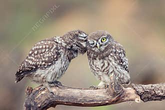 Two young Little owls, Athene noctua, sitting on a stick pressed against each other