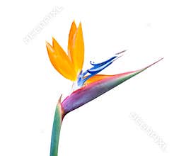 Bird of paradise flower closeup white background