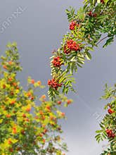Rowan tree branches in autumn on blue sky background