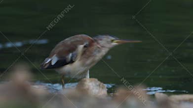 Yellow Bittern - Ixobrychus sinensis  small bittern. It is of Old World origins, breeding in the northern Indian Subcontinent
