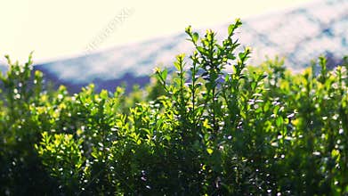 Close-up, boxwood leaves sway in the wind, in the sun. juicy green boxwood bush. growing ornamental evergreen nursery