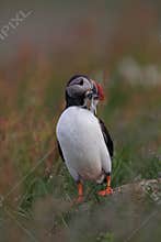 Atlantic puffin (Fratercula arctica) with fish east Iceland