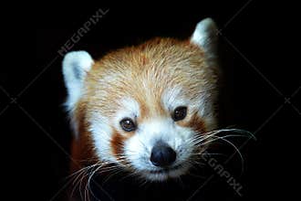 Red panda Ailurus fulgens isolated on black background.