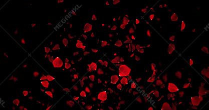 Red purple colorful petals rose flying animation on black background with alpha channel matte, love and valentine day festive