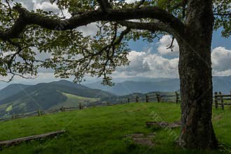 Shady Tree on Mountain Clearing
