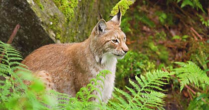 Lynx sitting amidst plants in forest