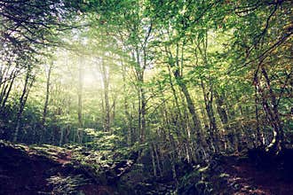Wide angle of a green forest with sun light