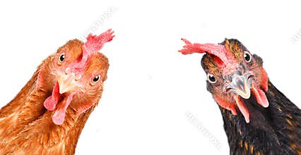 Portrait of a  funny chickens