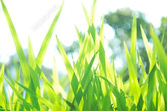 Closeup green grass in backlight, nature