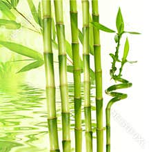 bamboo and water reflection
