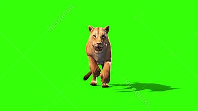 Lioness Runcycle Front Green Screen Animals 3D Rendering Animation