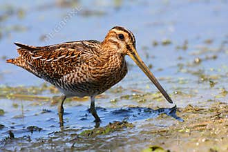 Snipe (gallinago gallinago)