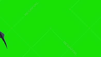 White Shark Swim Left Right Green Screen 3D Rendering Animations