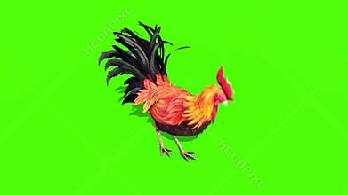 Rooster Plumage Eats Green Screen 3D Rendering Animation